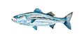 Striped Bass Watercolor Print — Fish Wall Art - shelby nicole